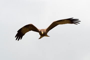 Milan noir, .Milvus migrans, Black Kite