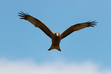 Milan noir, .Milvus migrans, Black Kite