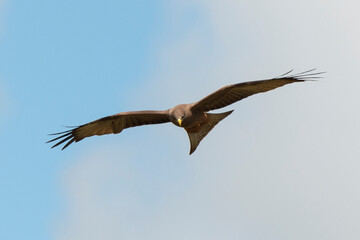 Milan noir, .Milvus migrans, Black Kite