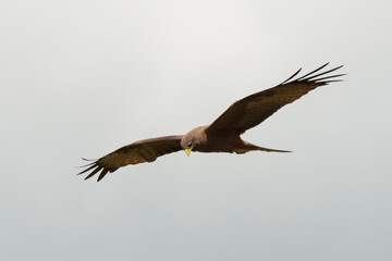 Milan noir, .Milvus migrans, Black Kite