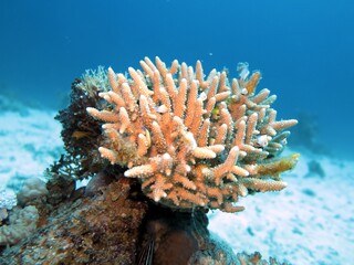 Red Sea Hard coral reef