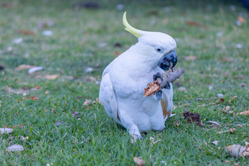 cockatoo eating a pine cone © Libby