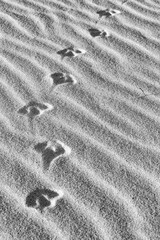 Fototapeta na wymiar bird footprints in sand ripples
