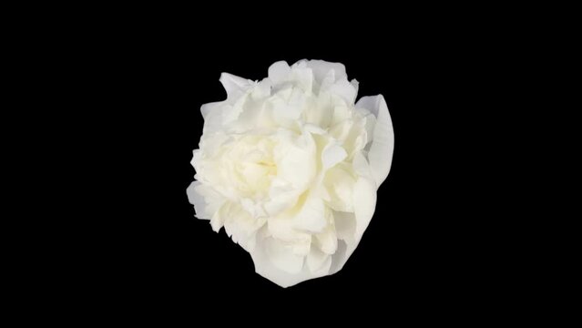 Time lapse of dying white peony (Paeonia) flower in RGB + ALPHA matte format isolated on black background, top view
