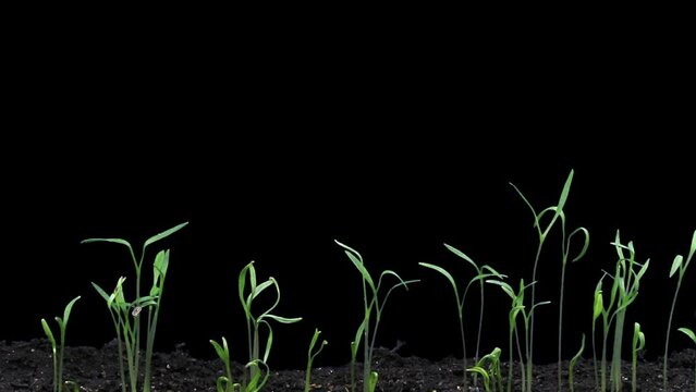 Time lapse of germinating carrot vegetables isolated on black background
