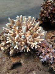 Red Sea Hard coral reef