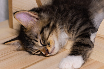 Naklejka na ściany i meble Little cute male kitten sleeping on his wooden playground. Very young baby cat falling asleep while playing. Sleeping beauty. Fluffy baby fur, close up portrait of a kitty in sleep. Small pet on wood
