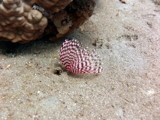 red sea soft coral reef