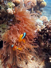 Red Sea colorful Clown fish