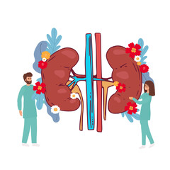 Doctors studying kidneys of donor at clinic. Medical persons checking human organ for surgery flat vector illustration. Nephrology, medicine concept for banner, website design or landing web page.