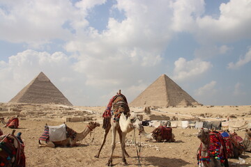 Camels in front of the Pyramids, Giza Pyramids complex, Cairo, Egypt.