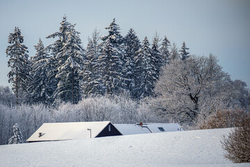 snow covered trees