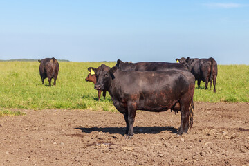 Farmland with herd of angus cattle.