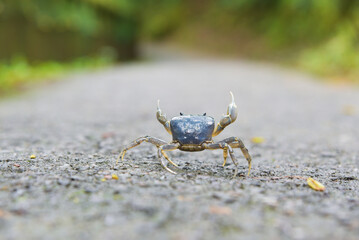 A crab walking by a mountain stream