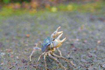 A crab walking by a mountain stream
