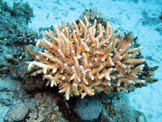Naklejka na ściany i meble Red Sea Hard coral reef