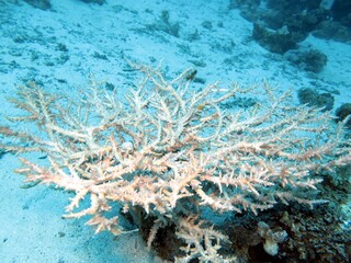 Fototapeta na wymiar Red Sea Hard coral reef