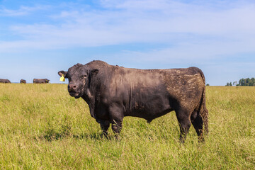 Black angus cows with calves graze in the meadow.