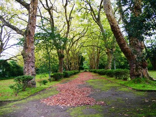 Fototapeta premium Allée forestière dans la ville de Furnas sur l'île de Sao Miguel dans l'archipel des Açores au Portugal. Europe
