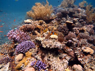Red sea fish and coral reef of red sea