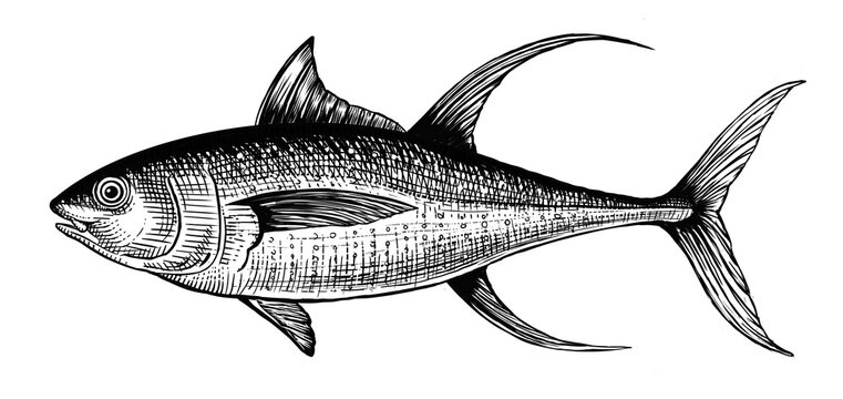 Bluefin Tuna. Hand drawn illustration of bluefin tuna on white background. Engraving illustration of highly detailed hand drawn tuna.