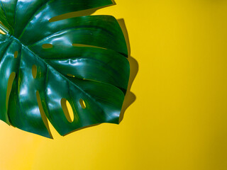 Monstera leaf on gray background