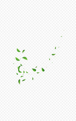 Olive Foliage Forest Vector Transparent