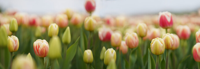 tulip field. Horizontal row of tulips on the field in the spring time