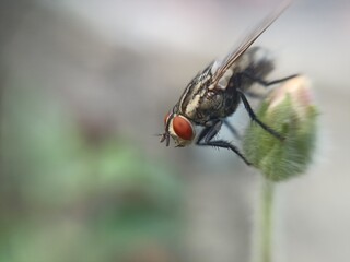 fly on a leaf