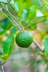 lime on tree