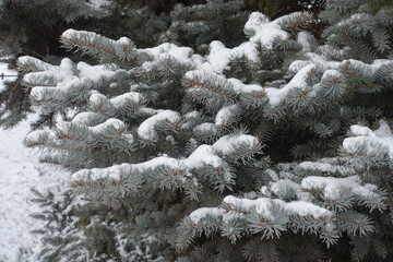 Waxy grey green leafage of blue spruce covered with snow in January
