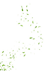 Olive Leaves Forest Vector White Background