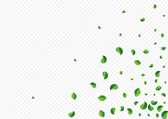 Swamp Leaf Transparent Vector Transparent