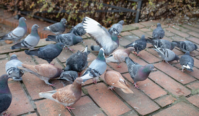 Pigeons, doves - flock of birds on the old ramparts, Poznan, Poland.