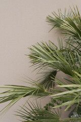 Palm tree leaf on beige background. Beautiful summer exotic tropical nature background. Summer travel, vacation concept.