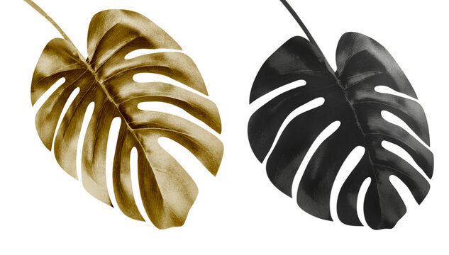 Isolated of golden and balck monstera leaves