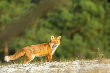 Naklejka na ściany i meble Red Fox Vulpes vulpes in winter scenery, Poland Europe, animal walking among winter meadow in amazing warm light