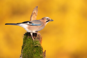 Bird - Eurasian Jay Garullus glandarius on amazing autumn yellow background