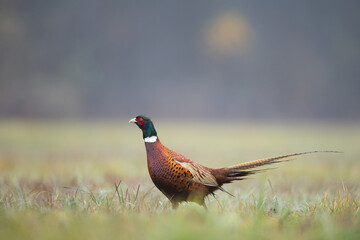 Common pheasant Phasianus colchius Ring-necked pheasant in natural habitat, grassland in early winter