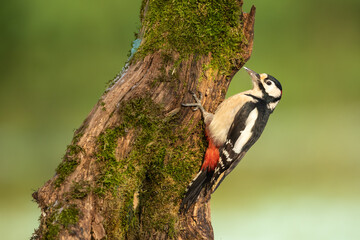 Birds - Great spotted woodpecker - Dendrocopos major, woodpecker sitting on a tree trunk, green background - Powered by Adobe