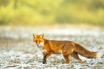 Naklejka na ściany i meble Red Fox Vulpes vulpes in winter scenery, Poland Europe, animal walking among winter meadow in amazing warm light