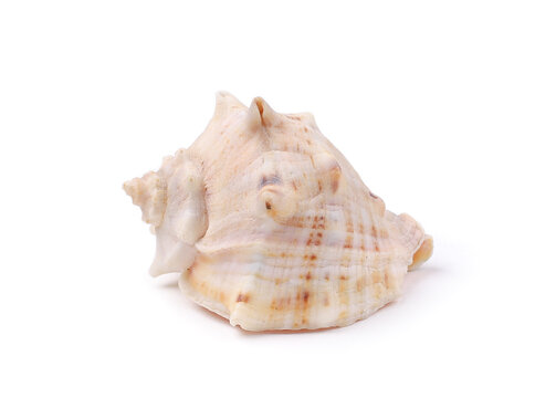 White seashell on white background