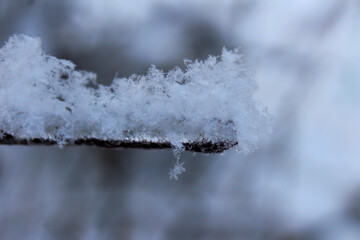 snowflakes on a branch of a winter forest tree