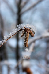 frozen birch earrings in snowflakes winter frost forest sunny day