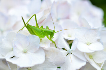 紫陽花とヤブキリの幼虫