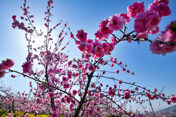 桃の花