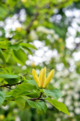 キバナモクレン