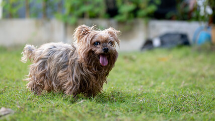 Portrait of dog in the garden