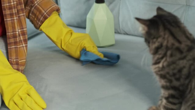 cat watches as hands in rubber gloves wipe the stain from the sofa. Cat urinating at home. Cat sitting near wet or piss spot on the couch. Cat peeing on sofa. Bad cat behaviour