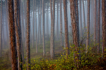 Naklejka premium misty autumn forest